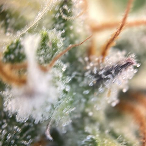 Foto de la cronología del growlog de Papaya Dragon Auto - by Killicz
