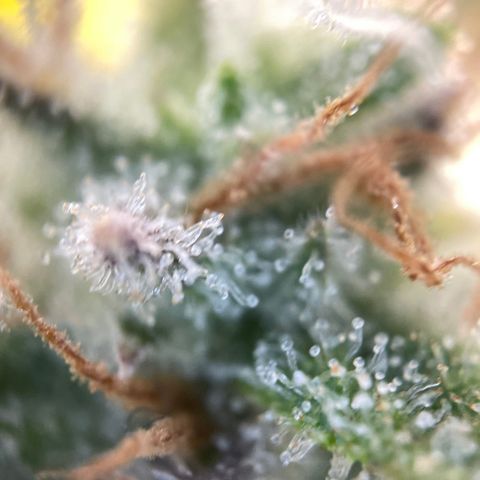 Foto de la cronología del growlog de Papaya Dragon Auto - by Killicz