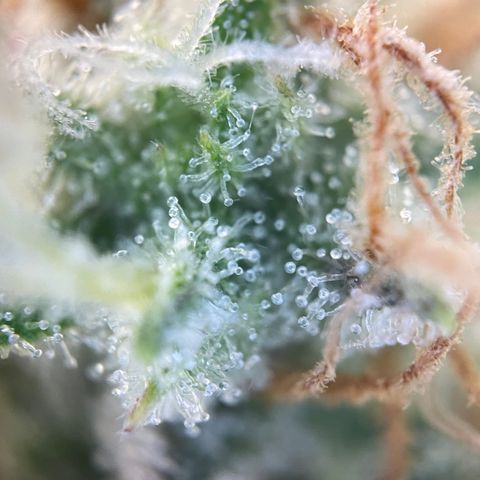 Foto de la cronología del growlog de Papaya Dragon Auto - by Killicz