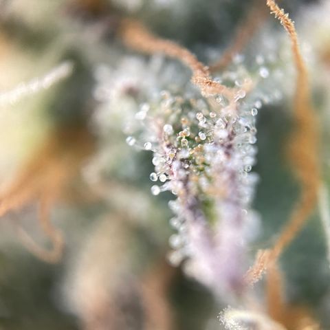 Foto de la cronología del growlog de Papaya Dragon Auto - by Killicz