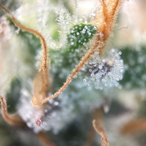 Foto de la cronología del growlog de Papaya Dragon Auto - by Killicz