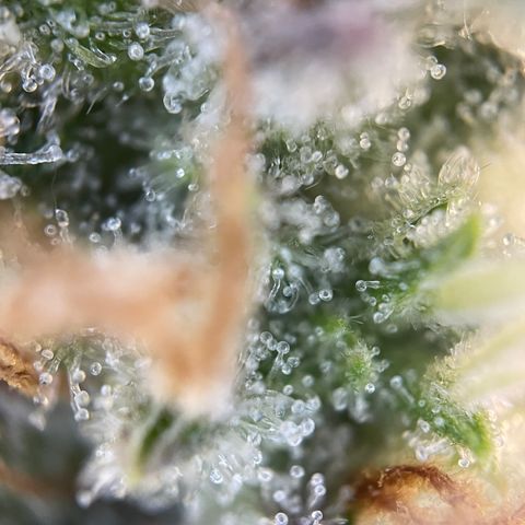 Foto de la cronología del growlog de Papaya Dragon Auto - by Killicz