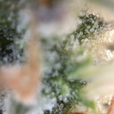 Foto de la cronología del growlog de Papaya Dragon Auto - by Killicz