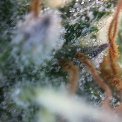 Foto de la cronología del growlog de Papaya Dragon Auto - by Killicz