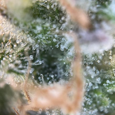 Foto de la cronología del growlog de Papaya Dragon Auto - by Killicz