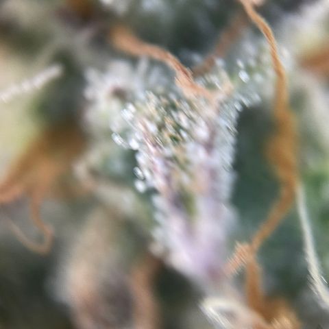 Foto de la cronología del growlog de Papaya Dragon Auto - by Killicz