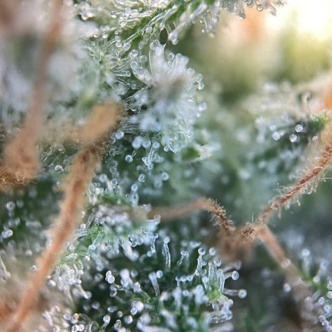 Foto de la cronología del growlog de Papaya Dragon Auto - by Killicz