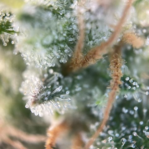 Foto de la cronología del growlog de Papaya Dragon Auto - by Killicz