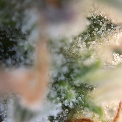 Foto de la cronología del growlog de Papaya Dragon Auto - by Killicz