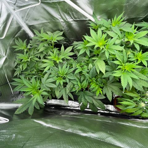 Black Domina - by Killicz growlog timeline photo