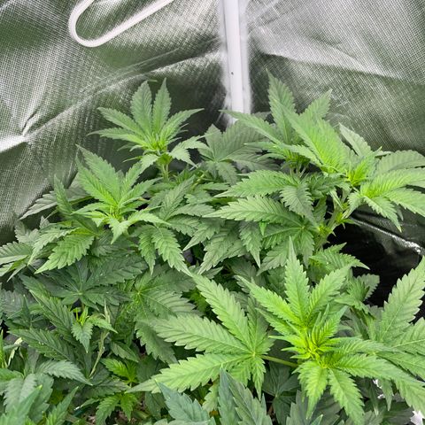 Black Domina - by Killicz growlog timeline photo