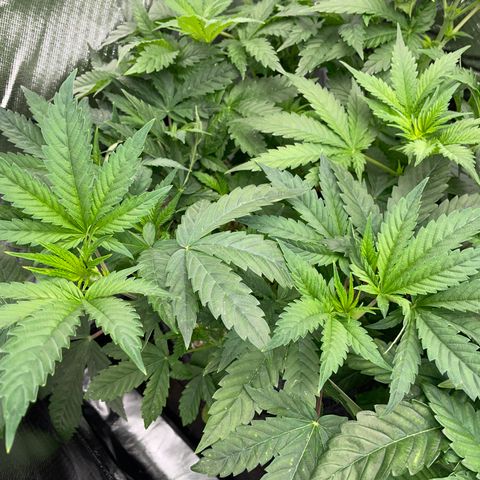 Tropicana Cookies - by Killicz growlog timeline photo