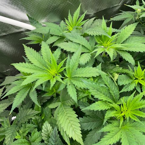 Mimosa Zkittlez Fast - by Killicz growlog timeline photo