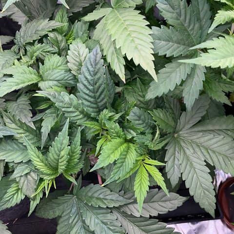 Purple Cookies Fast - by Killicz growlog timeline photo