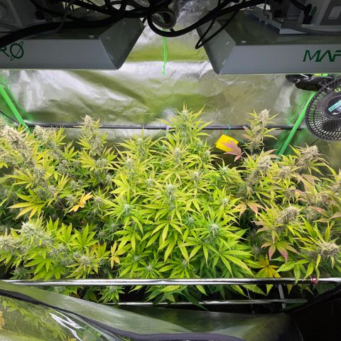 Ganja Runtz Auto - by Killicz growlog timeline photo