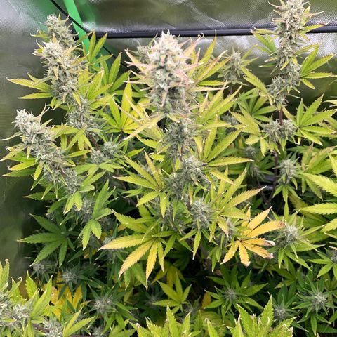 Ganja Runtz Auto - by Killicz growlog timeline photo