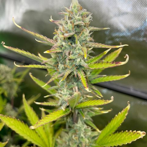 Ganja Runtz Auto - by Killicz growlog timeline photo
