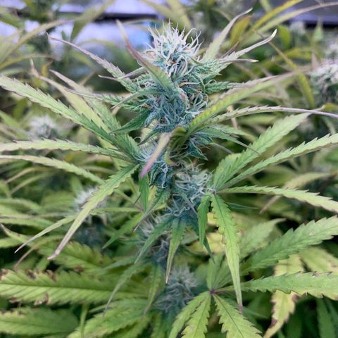 HulkBerry Automatic - by Killicz growlog timeline photo