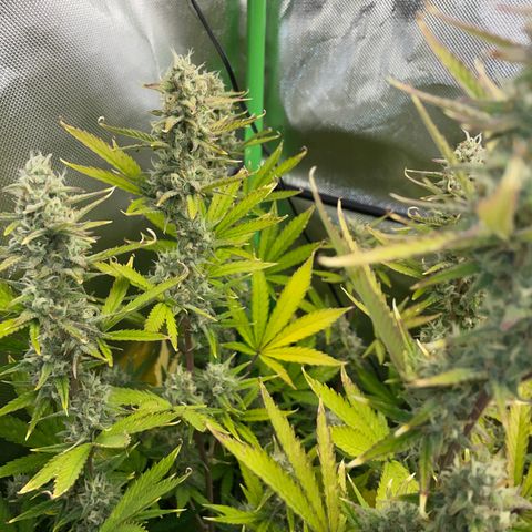 Ganja Runtz Auto - by Killicz growlog timeline photo