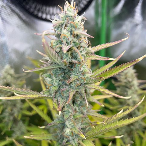 Ganja Runtz Auto - by Killicz growlog timeline photo