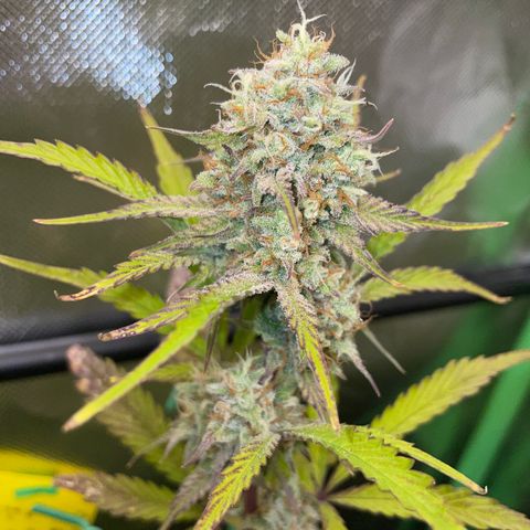 Foto de la cronología del growlog de Papaya Dragon Auto - by Killicz
