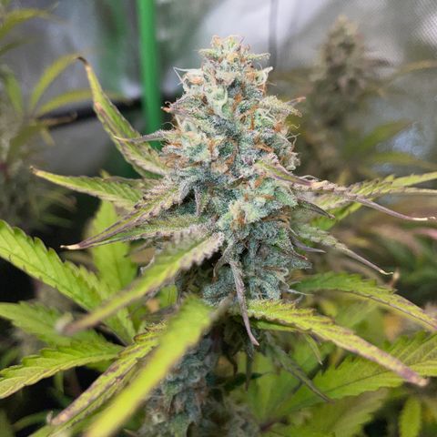 Foto de la cronología del growlog de Papaya Dragon Auto - by Killicz