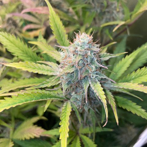 Foto de la cronología del growlog de Papaya Dragon Auto - by Killicz