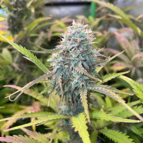 Foto de la cronología del growlog de Papaya Dragon Auto - by Killicz