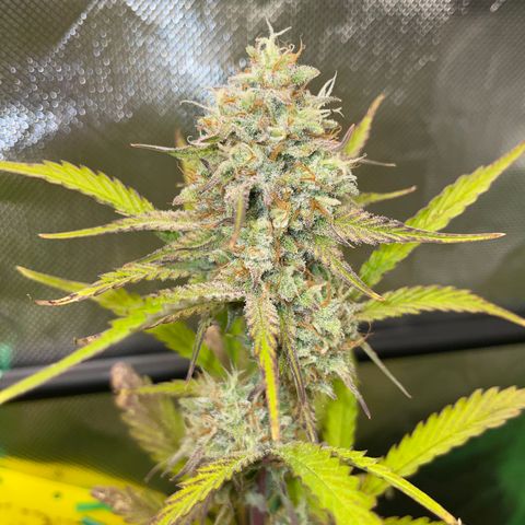 Foto de la cronología del growlog de Papaya Dragon Auto - by Killicz