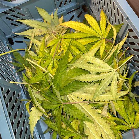 HulkBerry Automatic - by Killicz growlog timeline photo