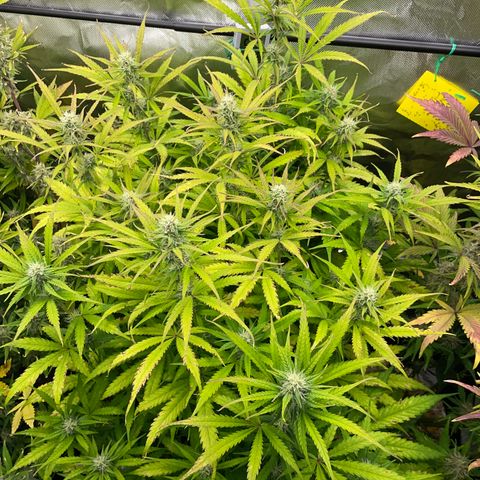 HulkBerry Automatic - by Killicz growlog timeline photo