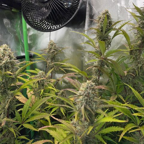 Foto de la cronología del growlog de Papaya Dragon Auto - by Killicz