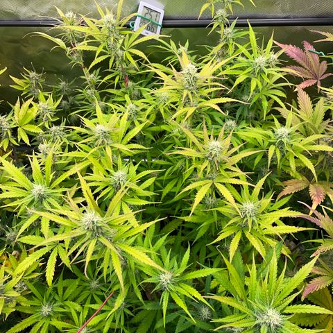 HulkBerry Automatic - by Killicz growlog timeline photo