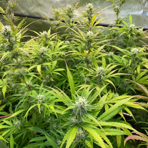 HulkBerry Automatic - by Killicz growlog timeline photo