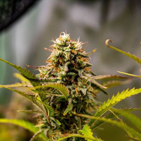 Foto de la cronología del growlog de Papaya Dragon Auto - by Killicz
