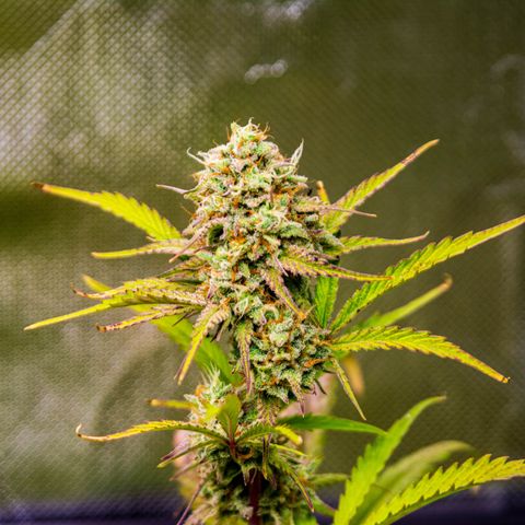 Foto de la cronología del growlog de Papaya Dragon Auto - by Killicz