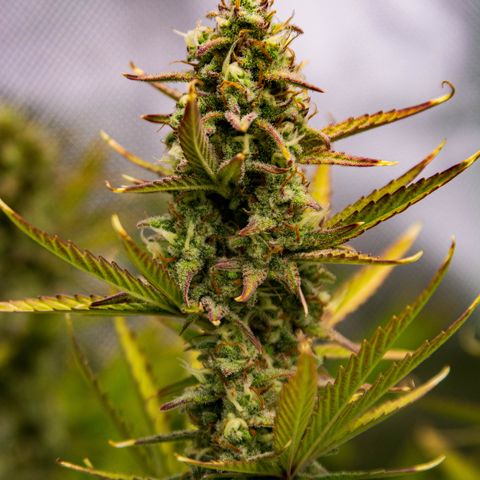 Ganja Runtz Auto - by Killicz growlog timeline photo