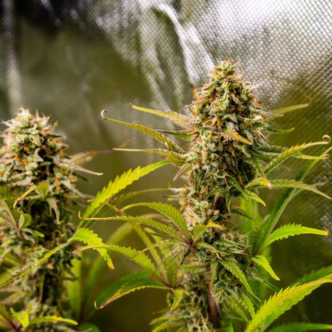Foto de la cronología del growlog de Papaya Dragon Auto - by Killicz