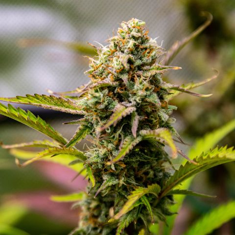 Foto de la cronología del growlog de Papaya Dragon Auto - by Killicz