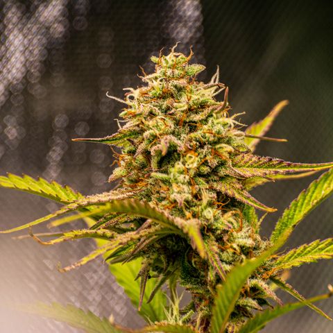 Foto de la cronología del growlog de Papaya Dragon Auto - by Killicz