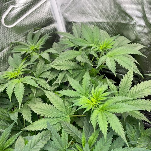 Black Domina - by Killicz growlog timeline photo