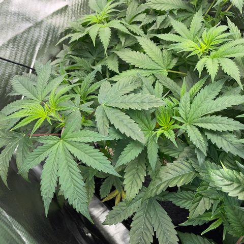 Tropicana Cookies - by Killicz growlog timeline photo