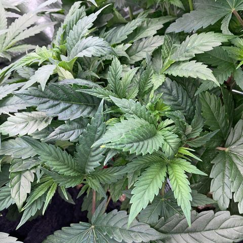 Purple Cookies Fast - by Killicz growlog timeline photo