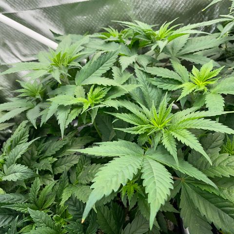 Mimosa Zkittlez Fast - by Killicz growlog timeline photo