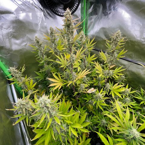 Ganja Runtz Auto - by Killicz growlog timeline photo