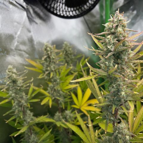 Ganja Runtz Auto - by Killicz growlog timeline photo