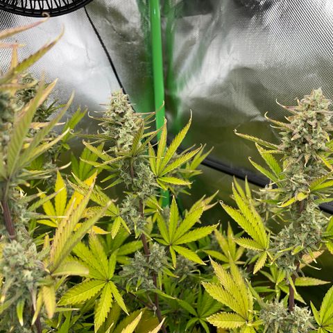 Ganja Runtz Auto - by Killicz growlog timeline photo