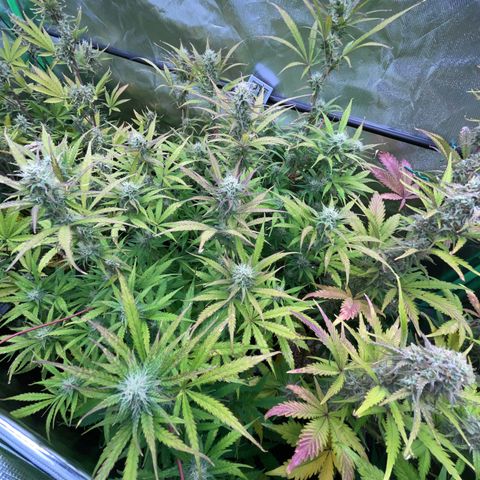 HulkBerry Automatic - by Killicz growlog timeline photo