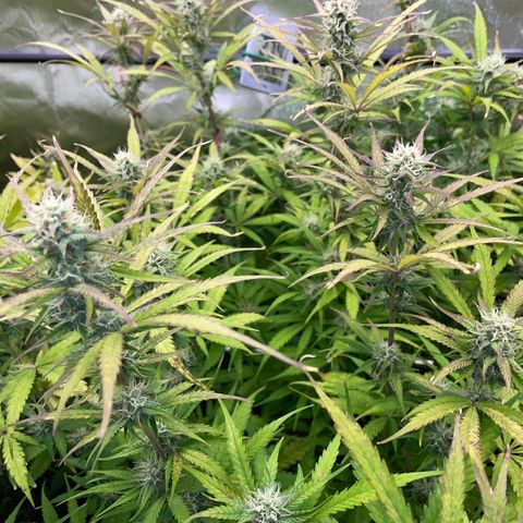 HulkBerry Automatic - by Killicz growlog timeline photo