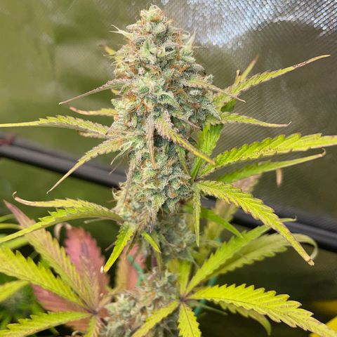 Foto de la cronología del growlog de Papaya Dragon Auto - by Killicz